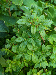 Rhododendron pilosum