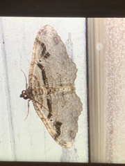 Costaconvexa centrostrigaria