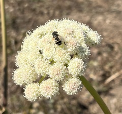 Eristalis hirta