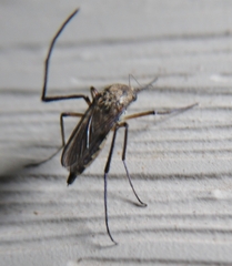 Psorophora cyanescens