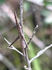 Achurum carinatum