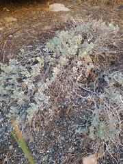 Atriplex confertifolia