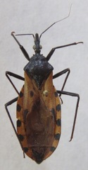 Triatoma dimidiata