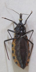 Triatoma dimidiata