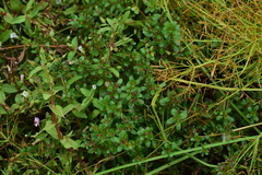Rotala indica