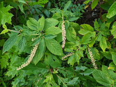 Clethra acuminata