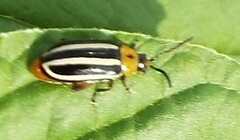 Disonycha glabrata