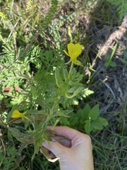 Oenothera