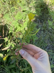 Oenothera