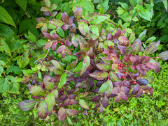 Vaccinium erythrocarpum
