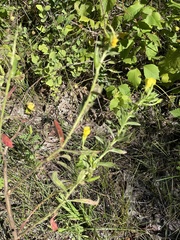 Oenothera