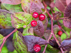 Vaccinium erythrocarpum