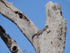 Varanus varius