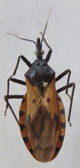 Triatoma dimidiata