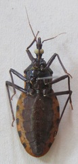 Triatoma dimidiata