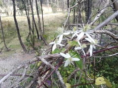 Clematis glycinoides