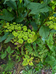 Angelica triquinata