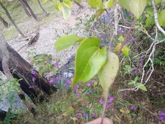 Clematis glycinoides