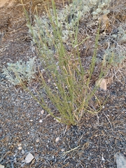 Ephedra viridis
