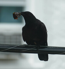 Corvus