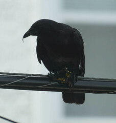 Corvus