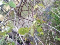 Clematis glycinoides