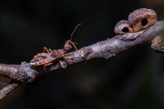 Reduviidae