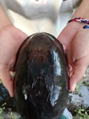 Kinosternon integrum