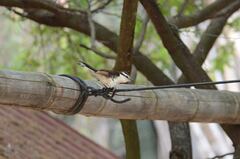 Campylorhynchus griseus