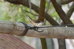 Campylorhynchus griseus