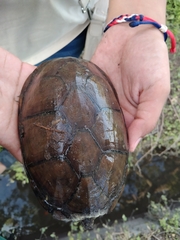 Kinosternon integrum