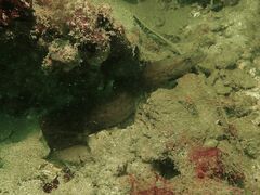 Congrogadus subducens