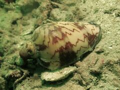Cymbiola nobilis