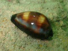 Erronea onyx