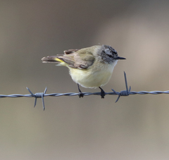 Acanthiza chrysorrhoa