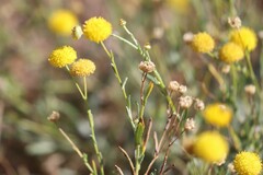 Leiocarpa semicalva semicalva