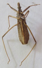 Stenopoda