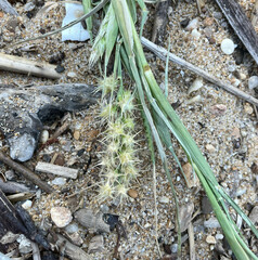 Cenchrus longispinus