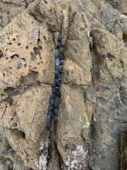 Nerita melanotragus