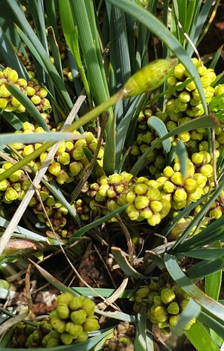 Image of Lomandra collina by (c) Rosalie Lawrence, some rights reserved (CC BY)