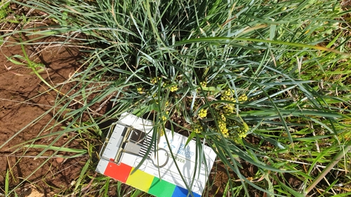 Image of Lomandra collina by (c) Rosalie Lawrence, some rights reserved (CC BY)