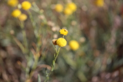 Leiocarpa semicalva semicalva
