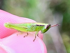 Aptenopedes
