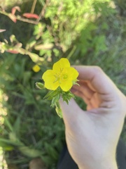 Oenothera