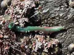 Phyllodocida