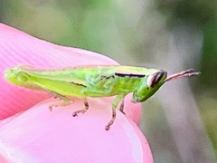 Aptenopedes