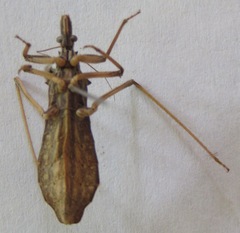 Stenopoda