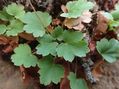 Heuchera