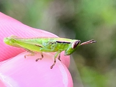 Aptenopedes