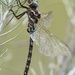 Riffle Darner - Photo (c) Cameron Eckert, some rights reserved (CC BY-NC), uploaded by Cameron Eckert